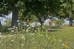 scene near forcalquier 1 thumbnail graphic